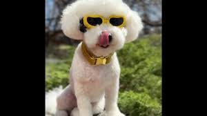 Engraved or Embroidered Sparkling Glitter Bling Dog Collar for Girls and  Boys with Optional Personalization and Leash for Cats Dogs XXS-XXL