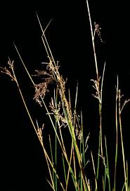 Image result for Juncus balticus