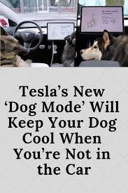 Tesla S New Dog Mode Will Keep Your Dog Cool When You Re Not In The Car Dog Mode Dogs Funny Animals