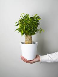 Image result for Ficus benjamina