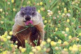 Check spelling or type a new query. Tierkinder Murmeltiere Erblicken Das Licht Der Welt Geolino