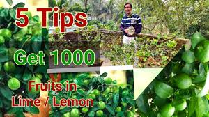 Check spelling or type a new query. 5 Tips To Plant A Lime Tree Perfectly To Get 1000 Fruits Youtube