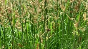 Image result for Cynodon