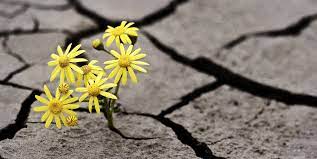 Psychiatrist for mental illness in nashik, maharashtra. Mental Illness As A Flower Mental Illness Community Canada