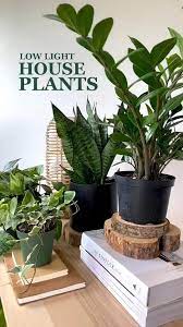 Low Light Plants Monthly Subscription In 2020 Plants Low Light House Plants Popular House Plants