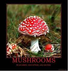 Mushrooms All Are Edible Some Of Them Only One Time Fly Agaric Is Poisonous Stuffed Mushrooms Poisonous Mushrooms Fungi