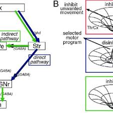 Throughout this introductory review we direct the reader to other reviews in this special. Pdf Functions And Dysfunctions Of The Basal Ganglia In Humans