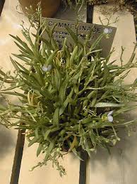 Image result for Aneilema