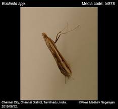 Image result for Euclasta