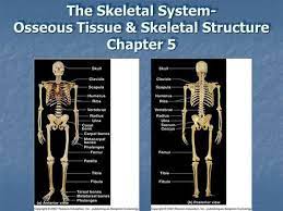 The osseous structures are the bony structures looked at during the imaging study. Human Anatomy First Edition Mckinley O Loughlin Ppt Video Online Download