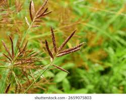 Image result for Cyperus distans