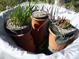 Vendita online di piante aromatiche in vaso. Mini Laghetti In 1 Tinozza Miei Sistemati Ninfee Vaso Coltivazione Piante Varie Un Quadrato Di Giardino