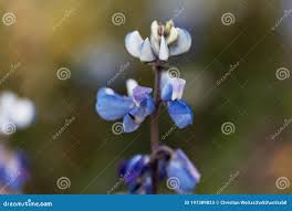 Image result for Lupinus mexicanus