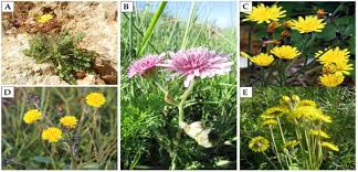 Image result for Crepis newii