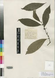 Image result for Lasianthus kilimandscharicus