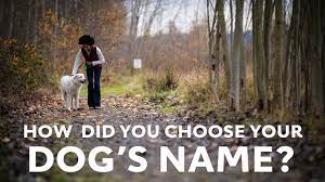 Ok, what do famous persons name their furry friends? Girl Dog Names 100 Of The Top Girl Dog Names Of 2020