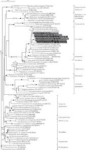 Image result for Lankesteria
