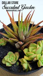 Indoor succulent garden is right solution: Diy Succulent Dish Garden