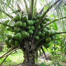 Harga bunga keladi masih menjadi hal utama yang sering ditanyakan oleh para kolektor tanaman hias. Petani Diseru Tanam Kelapa Matag Hasil Rm163 000 Setahun