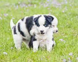 shenki yakutskoj lajki yakutian laika puppy 6 foto photo shenki porody sobak sobachki