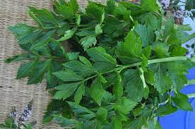 Namun, secara khususnya, daun sup merupakan varian celery dengan nama a. Daun Saderi Faedah Dan Kemudaratan Cara Penggunaan Kontraindikasi