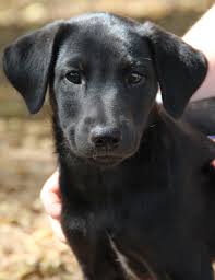 Mason is a very special boy. O Fallon Il Labrador Retriever Meet Puppies A Pet For Adoption