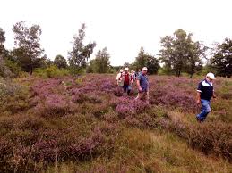 De groote waere (guest house), diksmuide (belgium) deals. 8 Paarse Pracht Op De Groote Heide Piet Fleuren Venlo