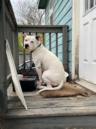 Austin Lost and Found Pets