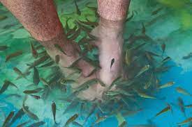 Publié le 9 juin 2019 à 9h33. La Fish Pedicure Presente T Elle Un Danger