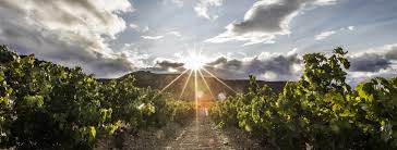 January 21, 2021 uñas dramaticas vino. No Cosechar Almacenar O Fabricar Gel Hidroalcoholico Las Soluciones Para La Crisis Del Vino En Una Espana Sin Bares Ni Turismo