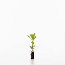Image result for oak sapling