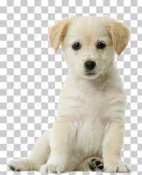 Puppy Png Images Puppy Clipart Free Download Puppy Sitting Yellow Labrador Retriever Pug Puppy