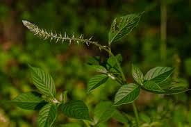 Image result for Achyranthes