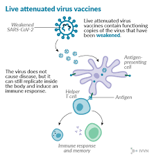 Most people will get better from coronavirus at home but some people some people who are more likely to get poorly include: Covid 19 Vaccine The Eight Technologies Being Tested Ivvn