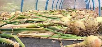 How to dry onions out of the garden. How To Harvest And Store Onions