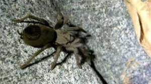 We did not find results for: California Ebony Tarantula Aphonopelma Eutylenum Youtube