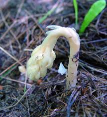 Image result for Monotropa  hypopitys