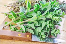 We did not find results for: How To Harvest Oregano Without Harming The Plant The Kitchen Herbs