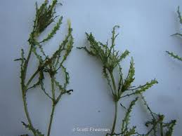 Image result for Najadaceae