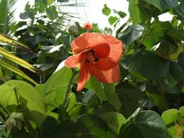 Image result for Hibiscus tiliaceus