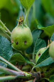 To kill the adults, spray phosmet (imidan) immediately after the blossom petals fall and again a week to 10 days later. Plum Curculio Nc State Extension Publications
