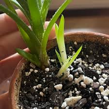 Image result for Aloe carnea