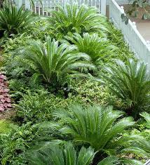 Maybe you would like to learn more about one of these? Plant Of The Month For March 2019 Sago Palm West Hawaii Today