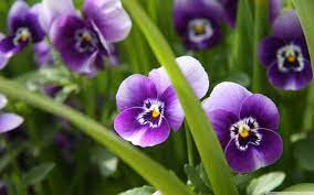Peek A Boo Pansies Photo Only No Source Found Pansies Flowers Purple Flowers Wallpaper Purple Flowers