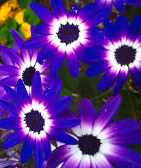The many shades of purple share a gorgeous message of admiration though it is a rare floral color occurring in nature, purple flowers are abundant and beautiful. Deep Purple Daisies Greeting Card For Sale By Flower Bomb