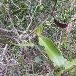 Image result for Carissa tetramera