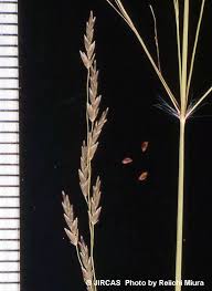 Image result for Eragrostis porosa