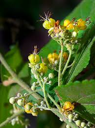 Image result for Guazuma