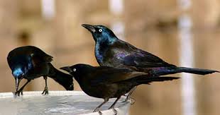 Backyard Birds Of Middle Tennessee Pin On Birding Life List
