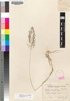 Image result for Sporobolus ioclados